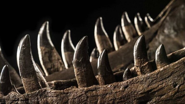 The controversial sale of rare fossils is a minor