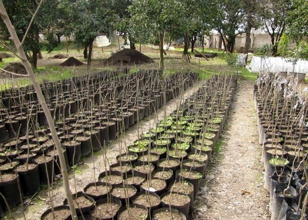 Providing 50,000 seedlings for planting in Abadan - Mehr News Agency, Iran and world news
