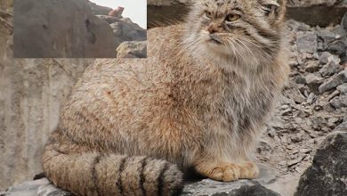 This rare wild cat was seen in Iran!
