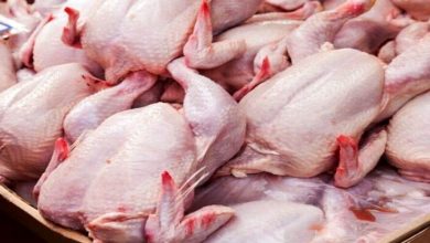 Agricultural Jihad presents the chicken market regulation program during the next 24 hours - Mehr News Agency, Iran and world news