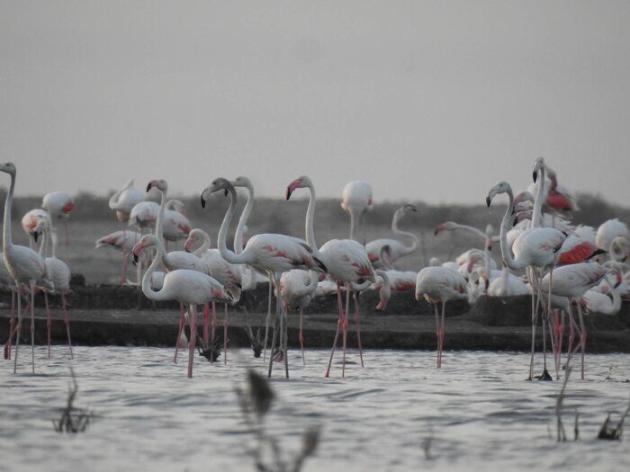 Observation photo of the first breeding colony of flamingos in Lake Horolazem